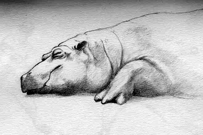 Happy Hippo - Drawing by Tom Leedy