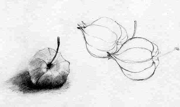 Seed Pods - Drawing by Tom Leedy